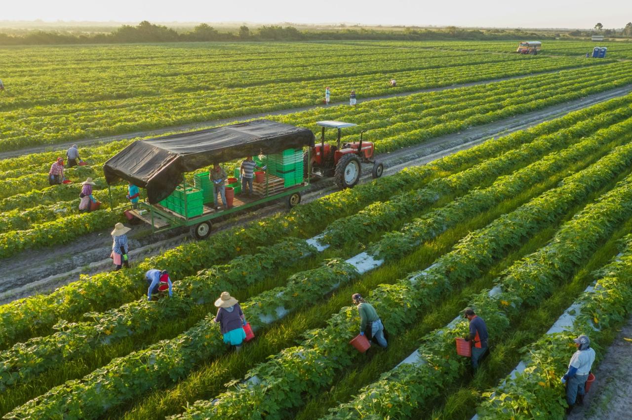 Farmer Jane's sustainable farming methods and impact