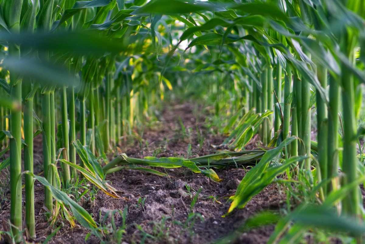 Farming ecological environment