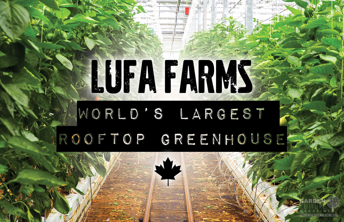 Lufa Farms' urban farming model and sustainability efforts