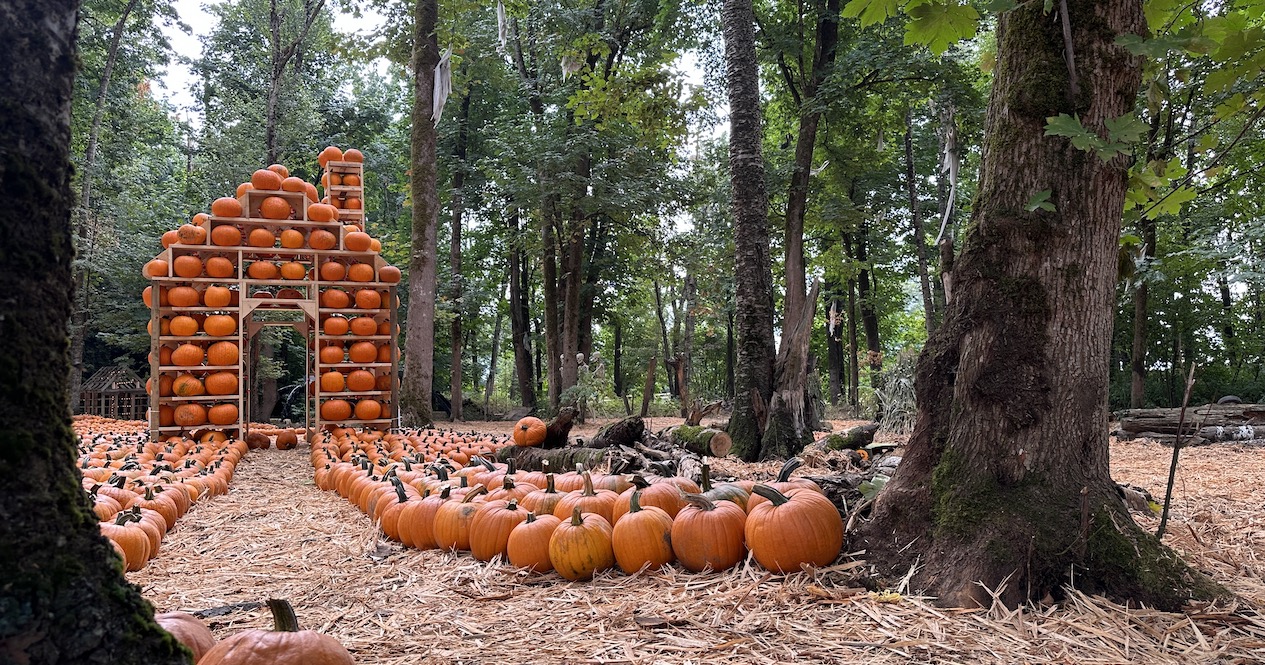 Maan Farms pumpkin patch and family activities