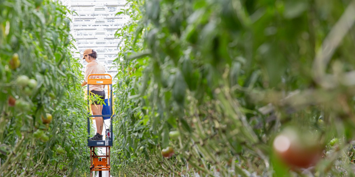 Farms rooftop montreal aerial lufa file commons farming urban agriculture food cities greenhouses size