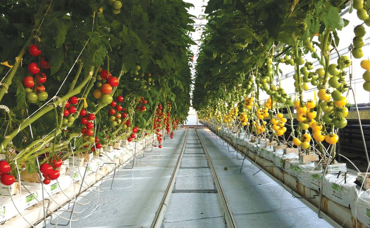 Lufa Farms' vertical farming technology and sustainability