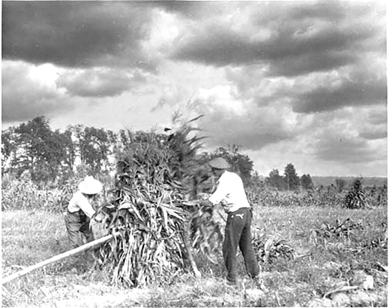 Millennial farmer success stories and challenges