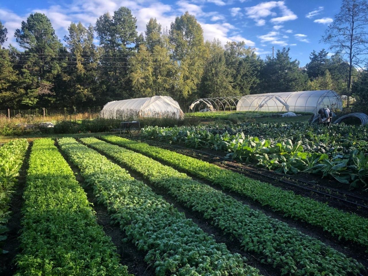 Fiesta Farms' best practices for sustainable agriculture