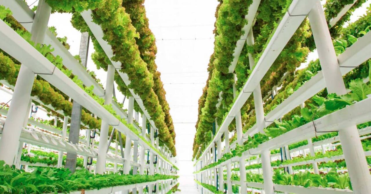 Lufa Farms' vertical farming technology and future of food