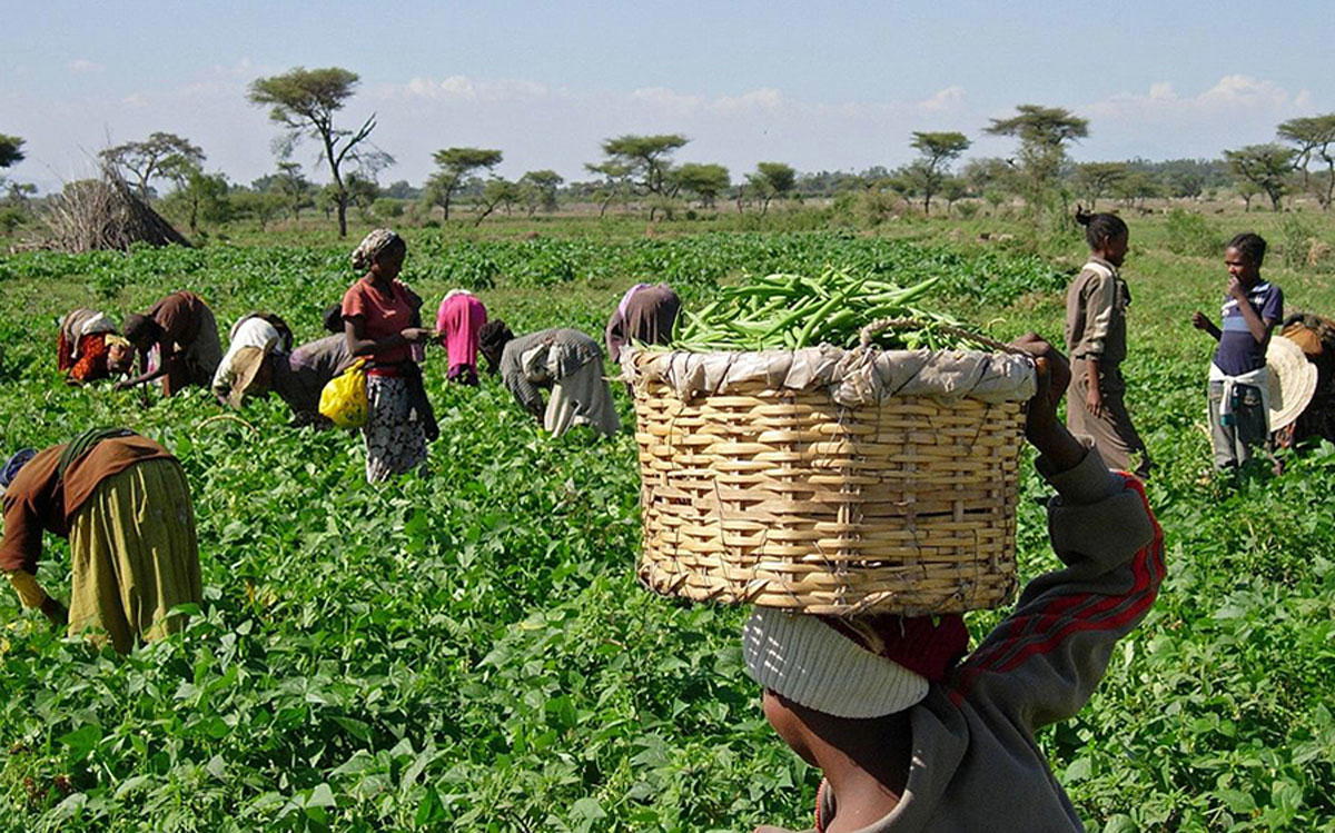 Farmer Jane's sustainable farming practices and impact