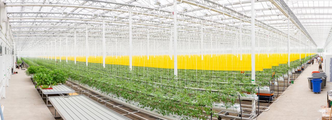 Lufa Farms' vertical farming technology and its impact on urban food security