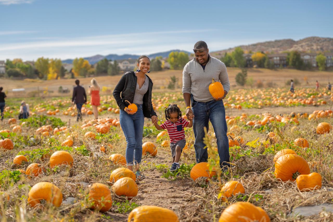 Maan Farms pumpkin patch and family activities