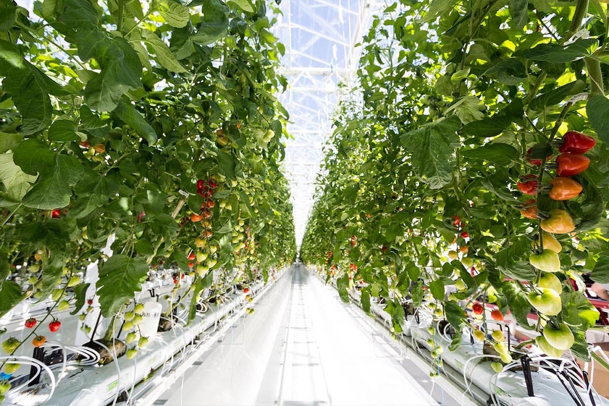 Lufa Farms vertical farming technology and sustainability