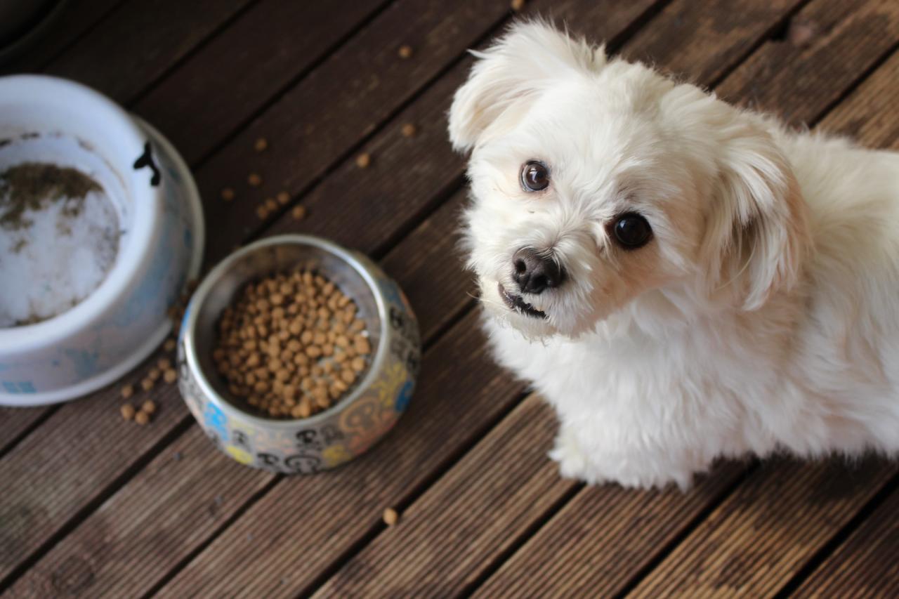 Open Farm pet food ingredients and sourcing