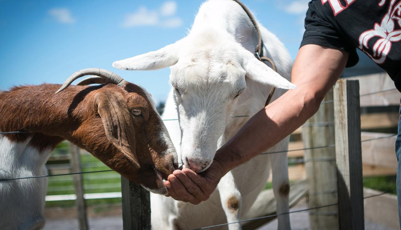 Farm animals interact closer various look tour