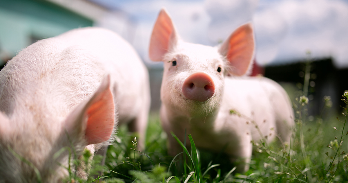 Open farm animal welfare standards and regulations