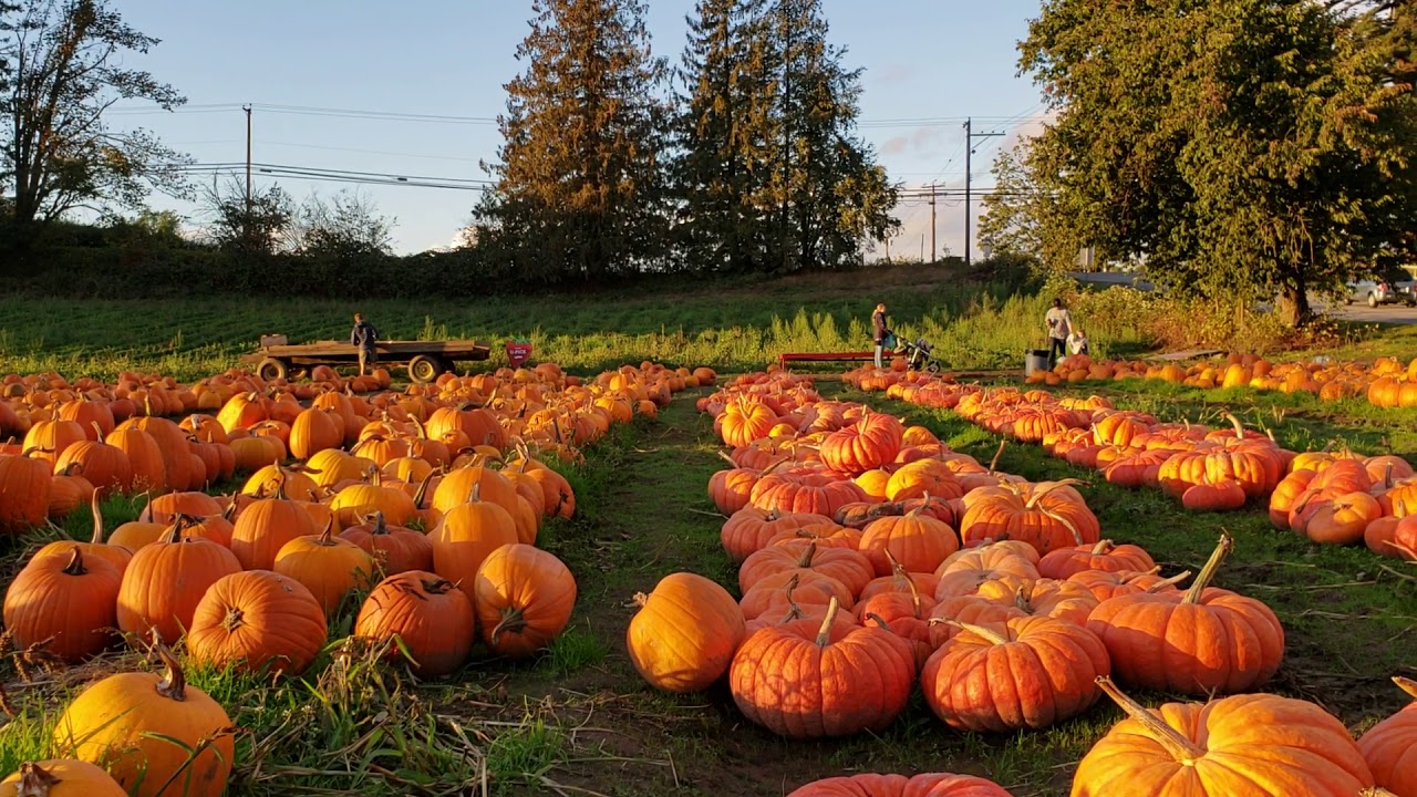 Sauvie patches portland