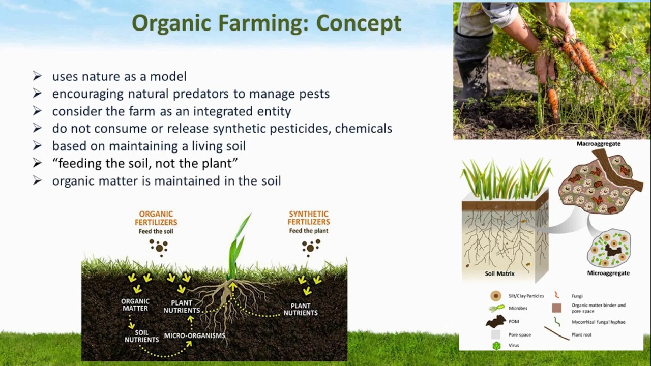 Farmer Jane Regina's unique approach to organic farming