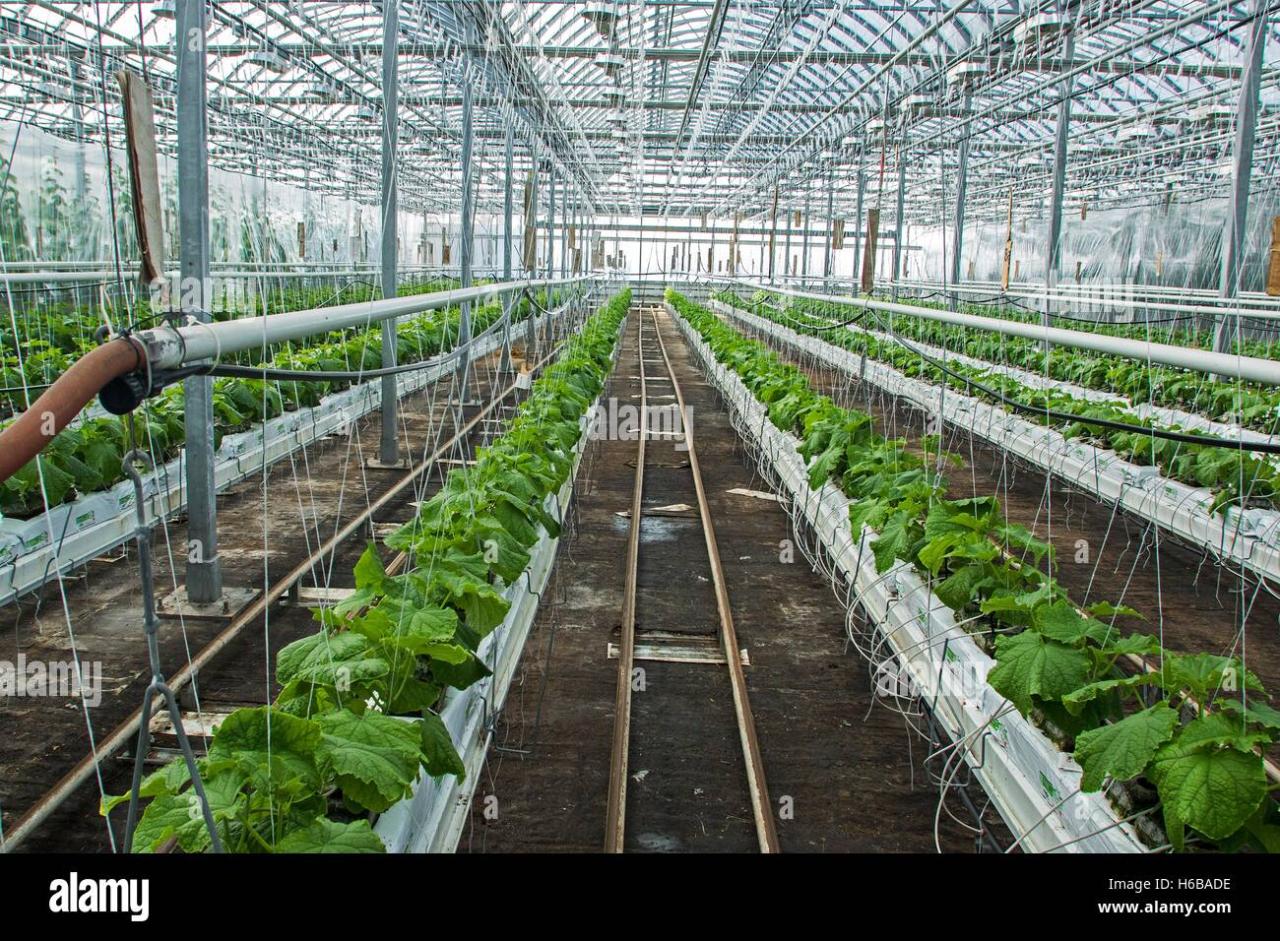 Lufa Farms vertical farming technology and sustainability