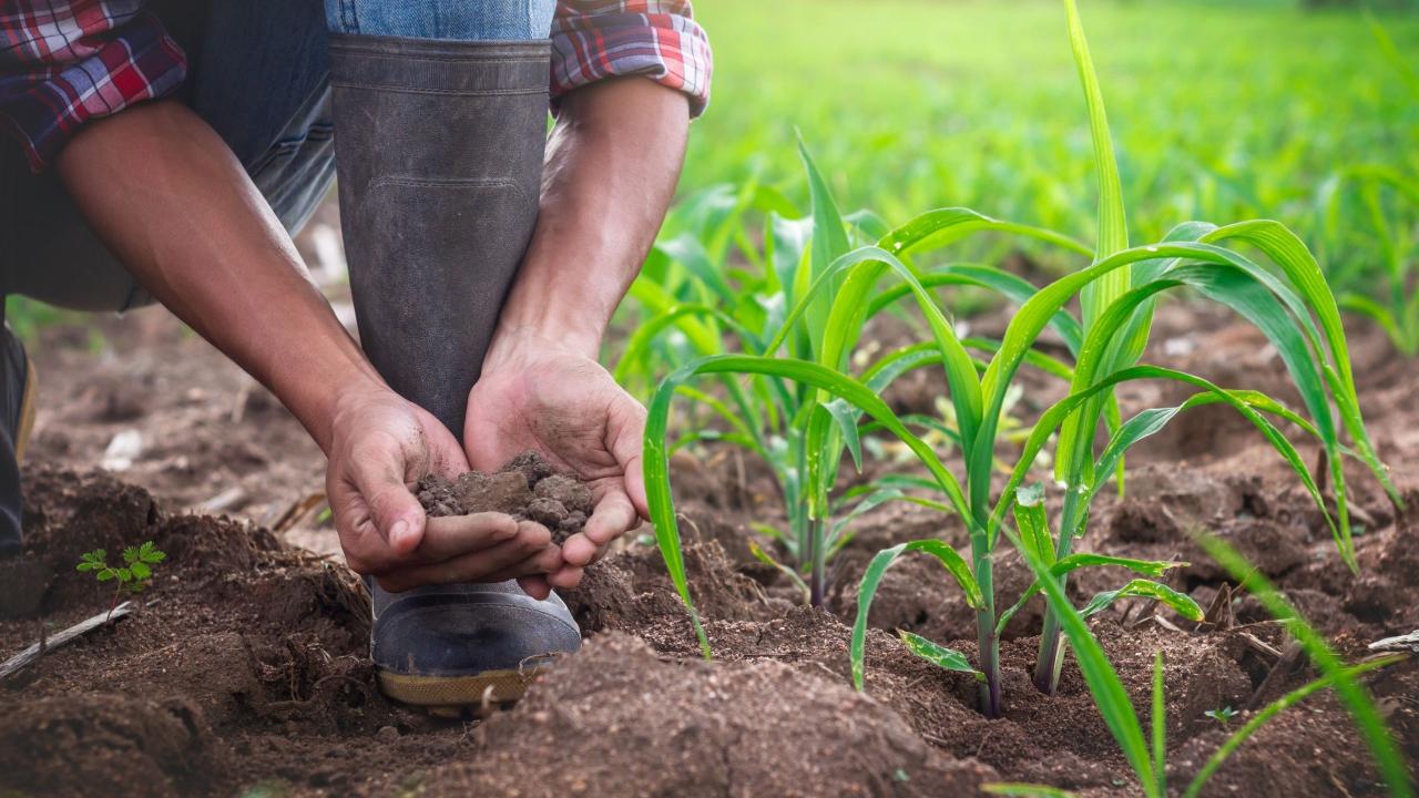 George Farmer's farming techniques and best practices