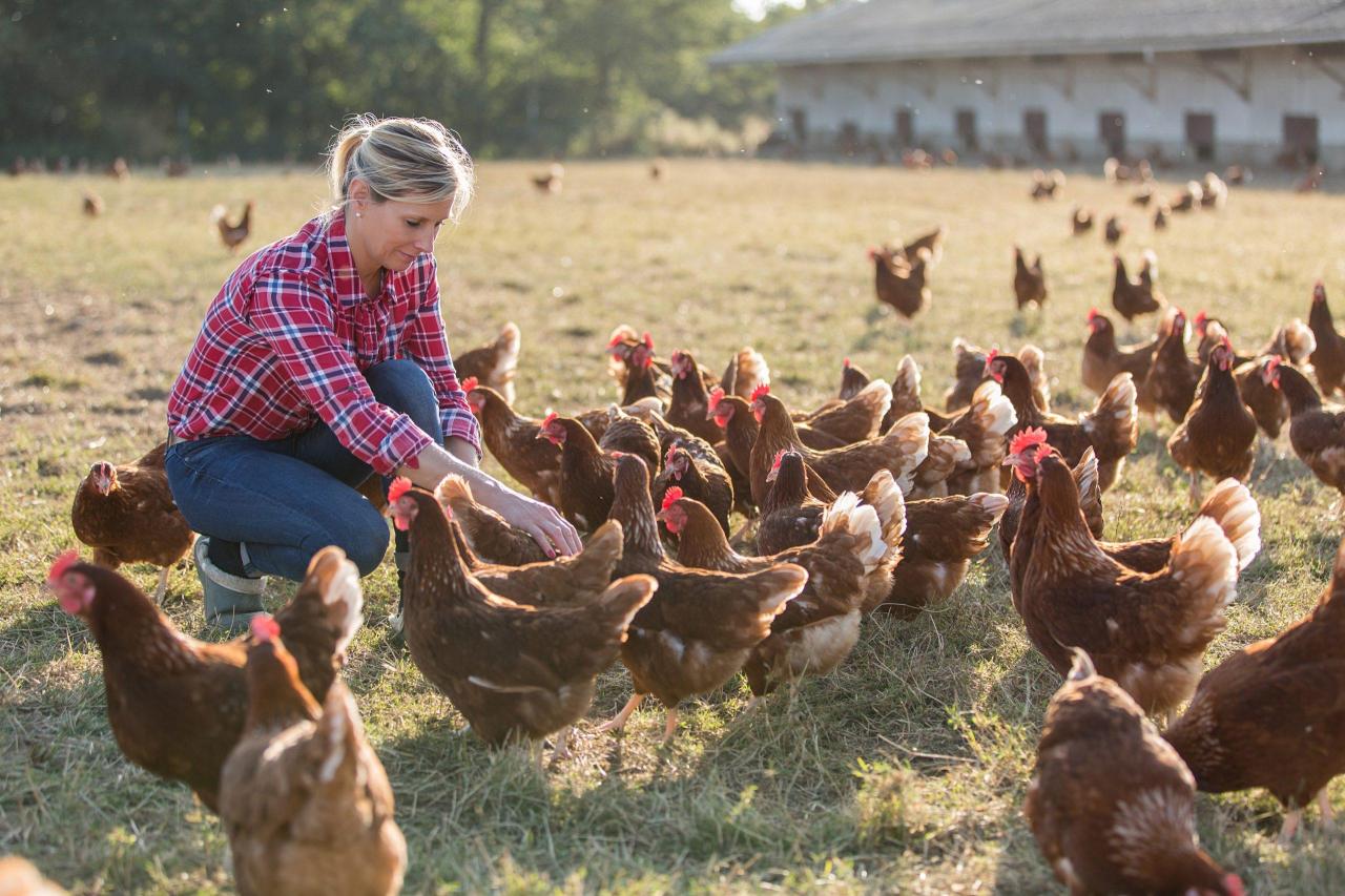 Sargent Farms' animal welfare practices and ethical farming