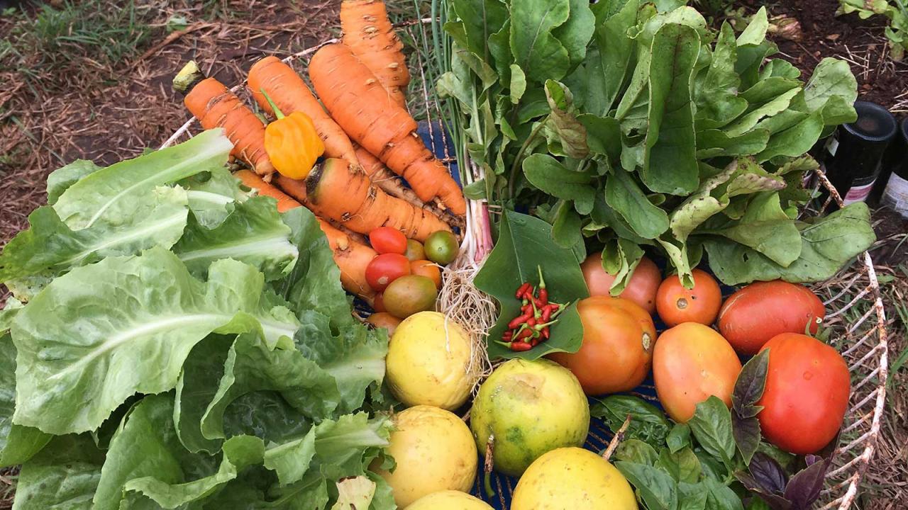 Farmer Jane's sustainable farming practices