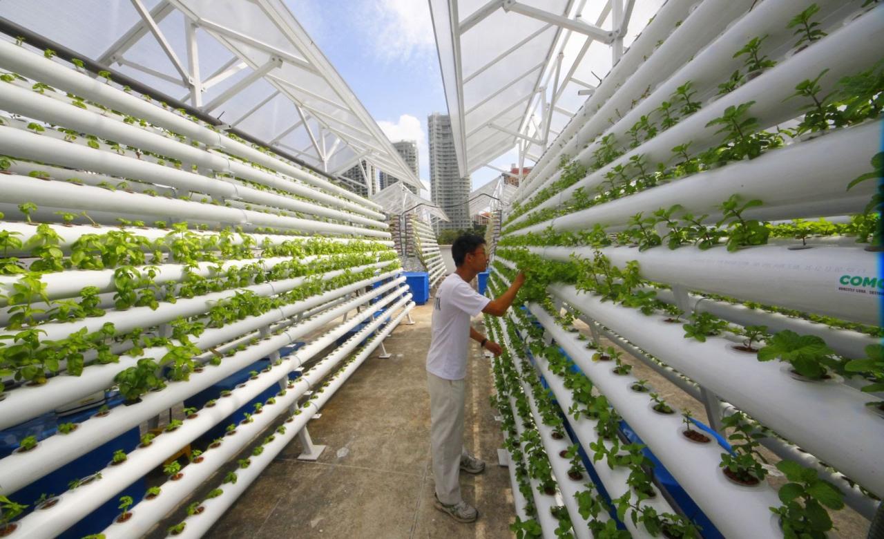 Lufa Farms' vertical farming technology and sustainability