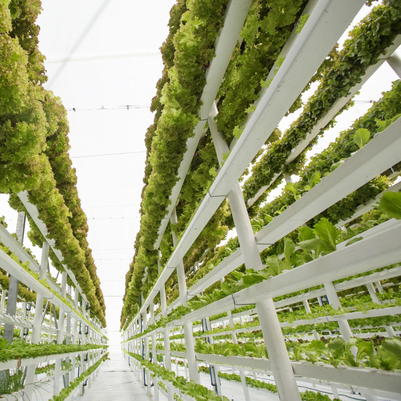 Lufa Farms vertical farming technology and sustainability