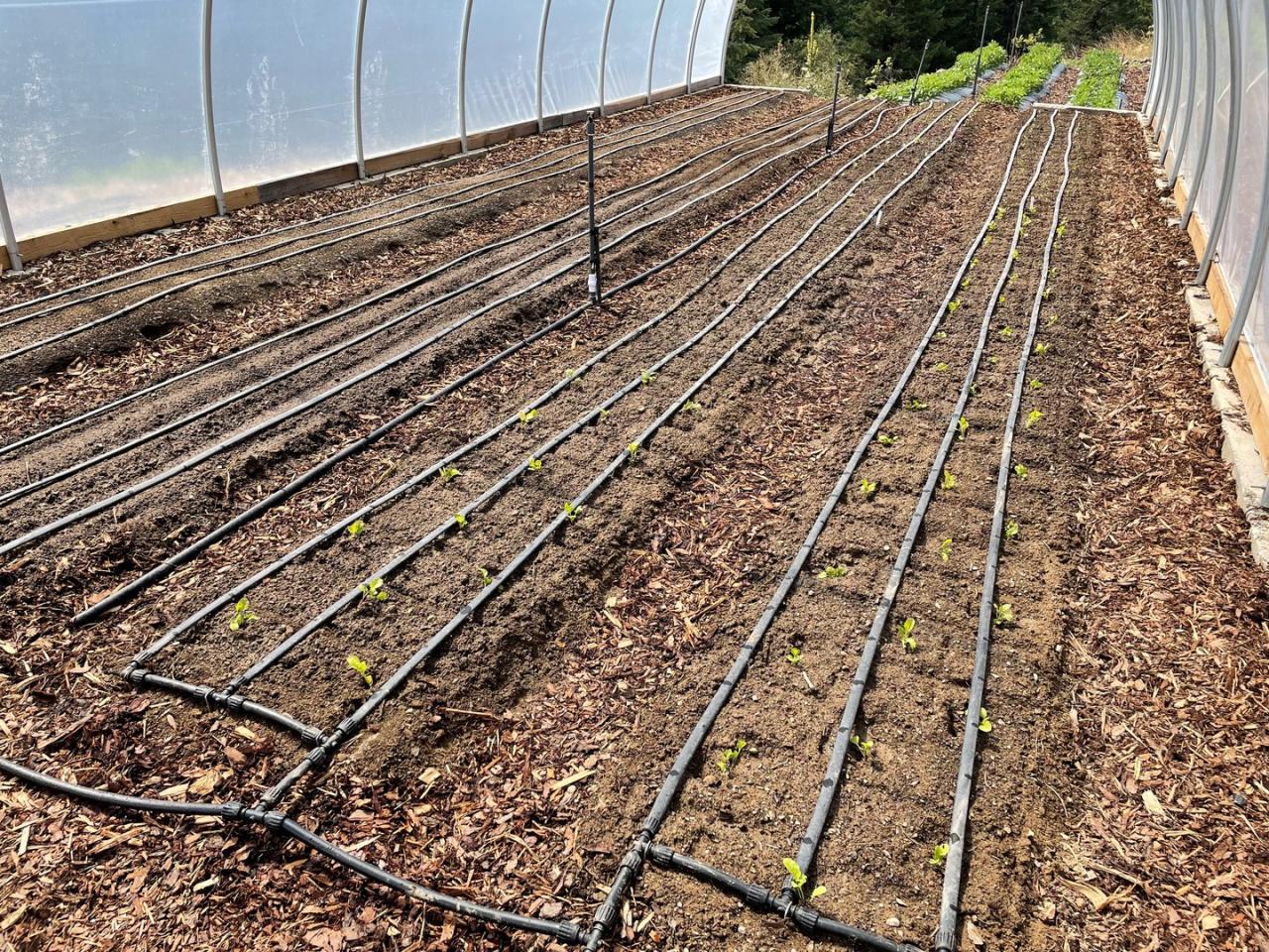 Farmer Jane's sustainable farming practices