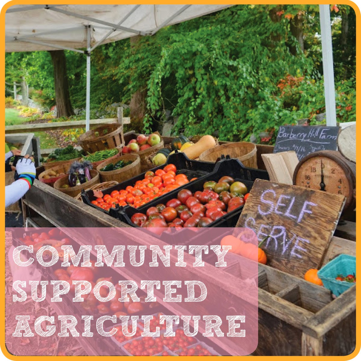 Fiesta Farms' unique approach to community-supported agriculture