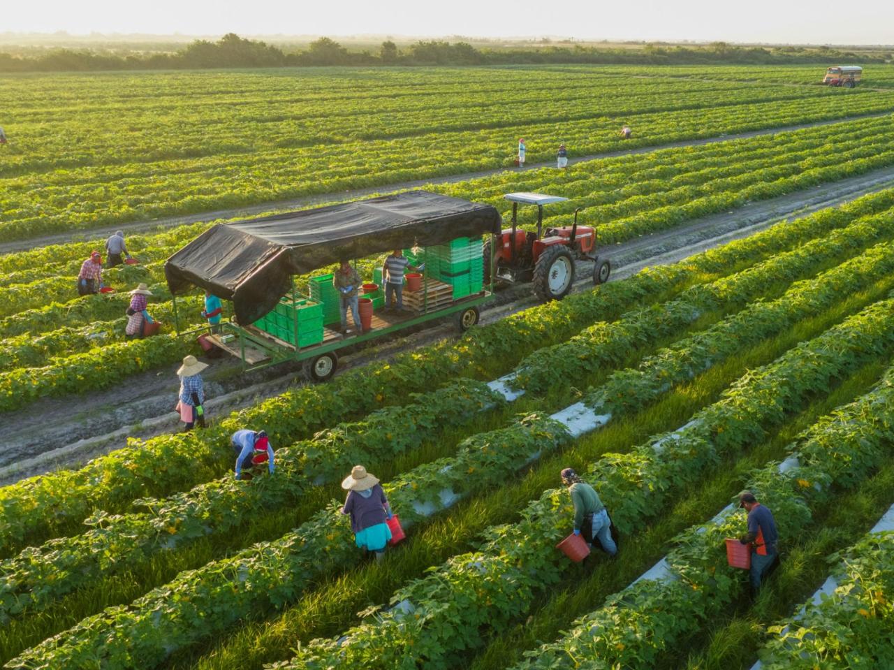 Farmer Jane's sustainable farming practices and impact