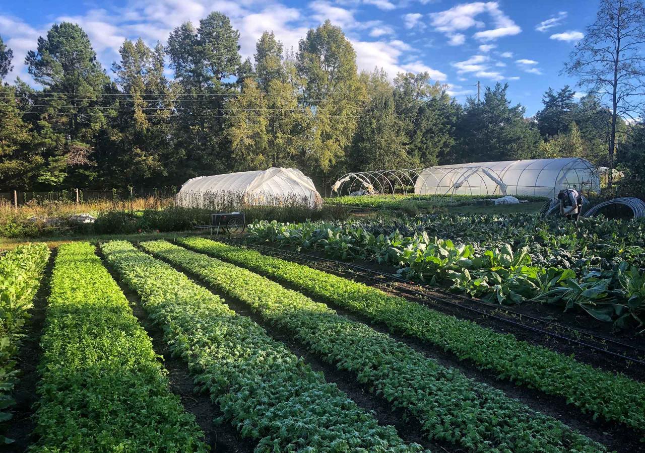 Fiesta Farms' unique approach to sustainable and organic farming