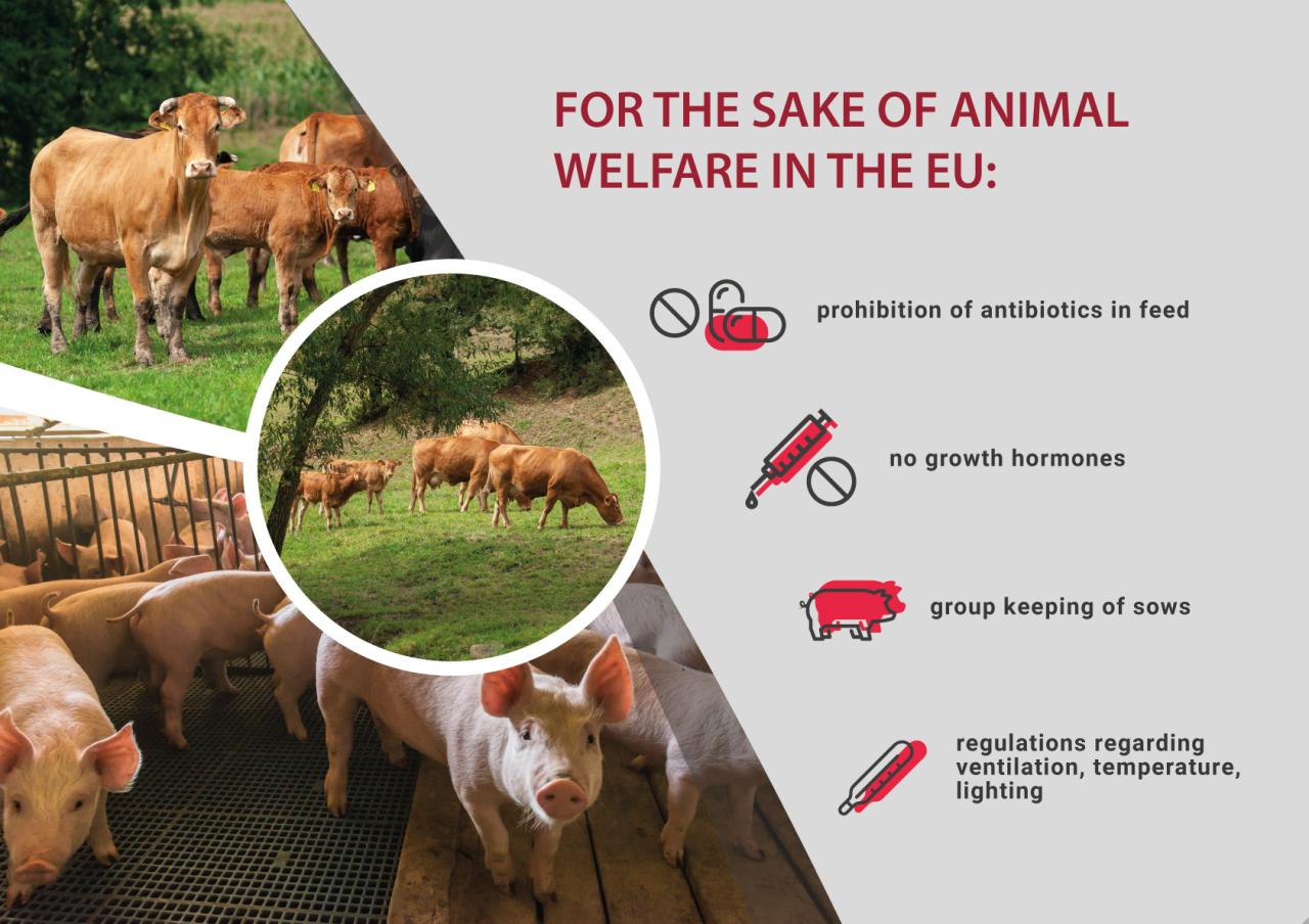 Open farm animal welfare standards and ethical considerations