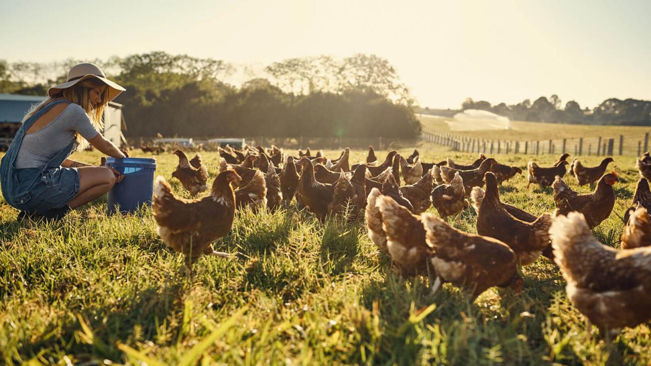 Open farm animal welfare standards and practices