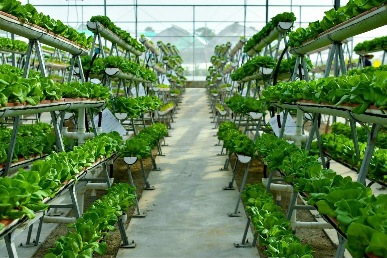 Lufa Farms' vertical farming technology and its impact on food production