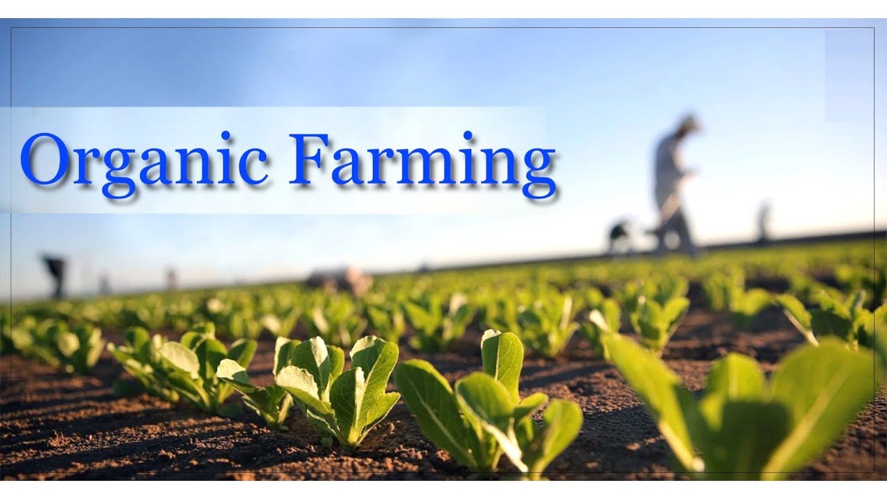 Organic farming note seed