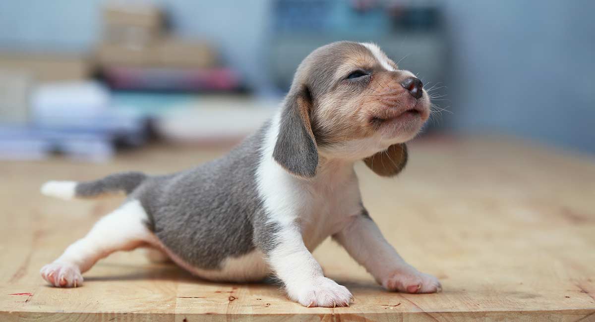 Open Farm puppy food: best options for small breeds