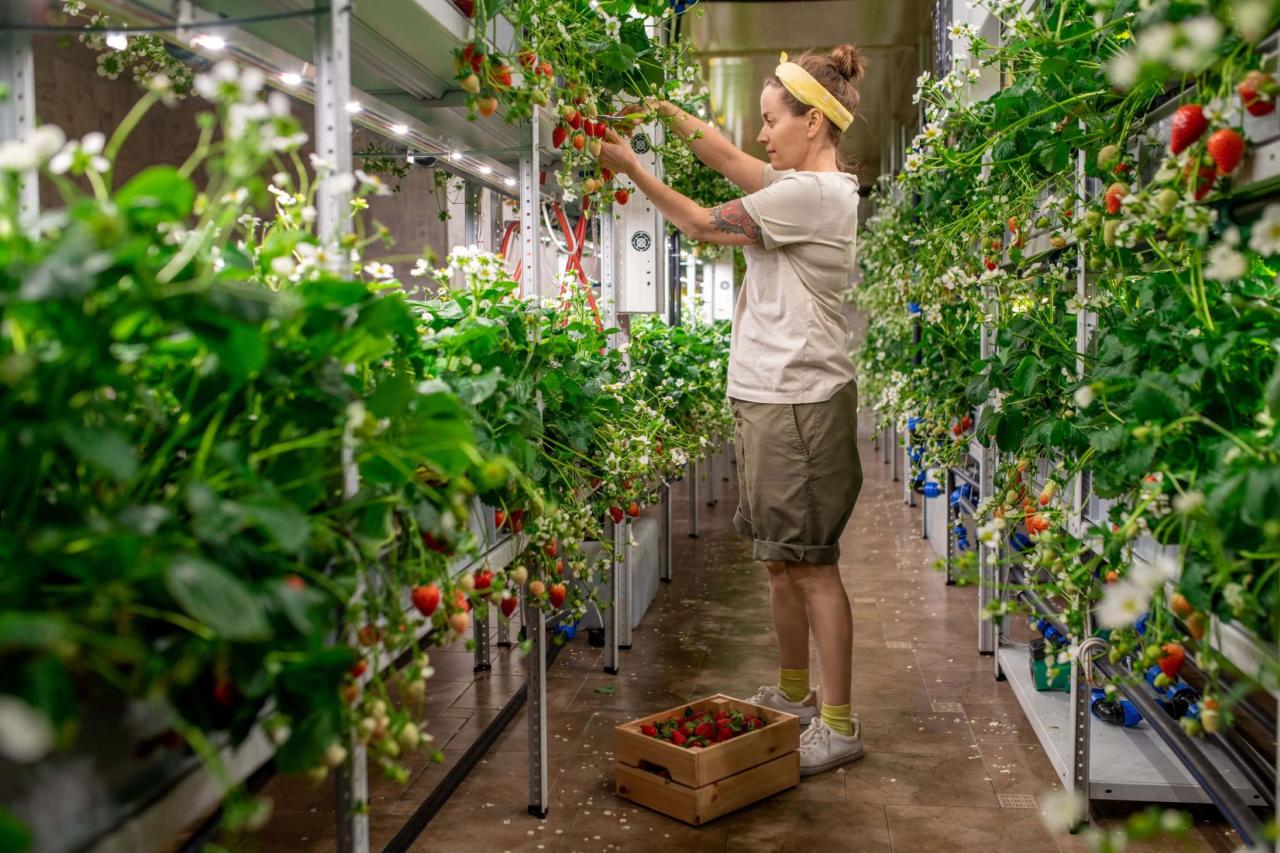 2020 farming vertical vendors factory global plant key market farms aerofarms plenty greens chronicle lufa gotham bright