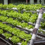 Lufa Farms' vertical farming technology and urban agriculture