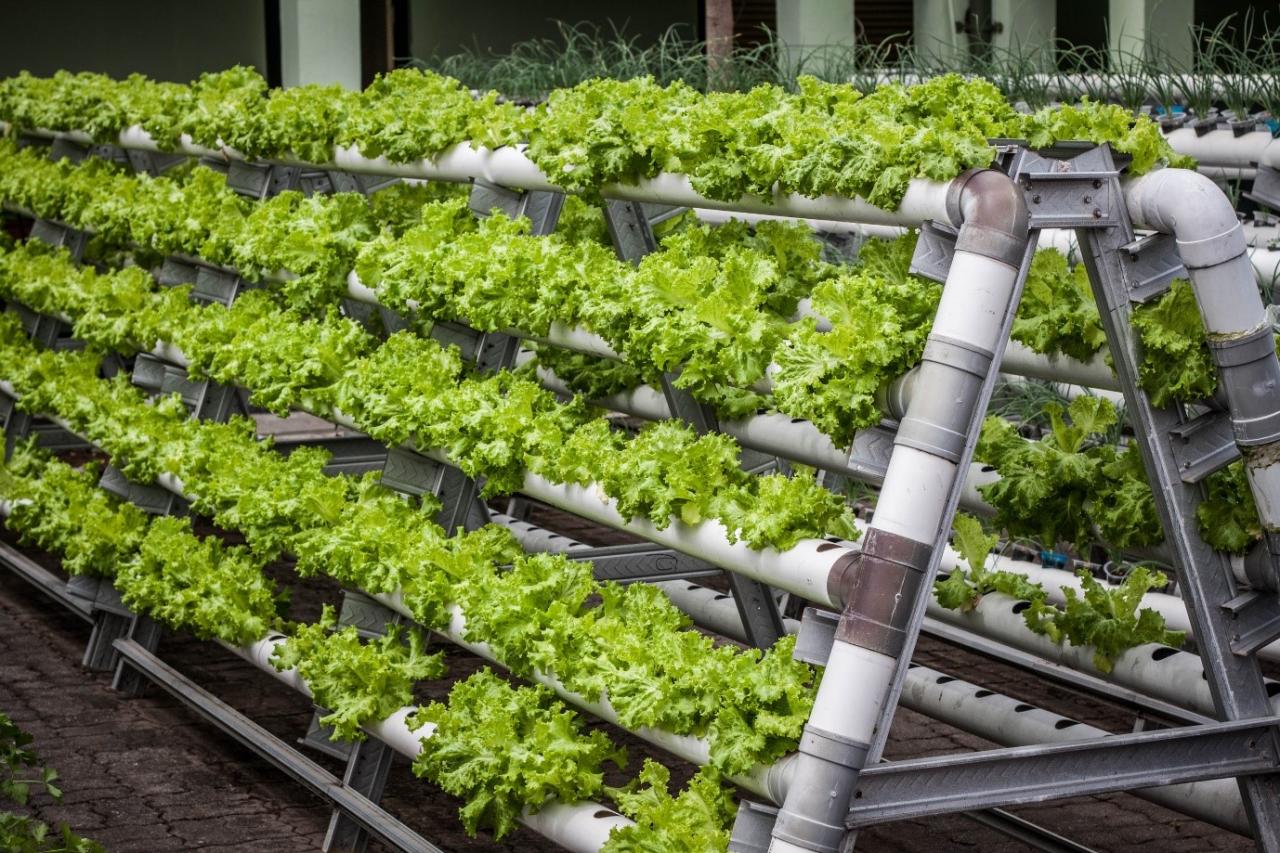 Lufa Farms' vertical farming technology and urban agriculture